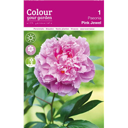 Пион Пинк Джевел