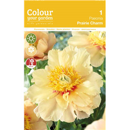 Пион Прэри Чарм