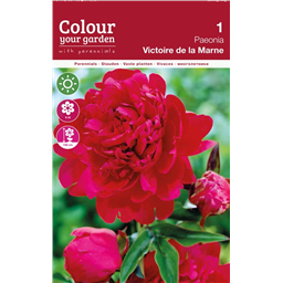 Пион Виктори Де Ла Марн