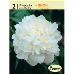 Пион Алиса Хардинг