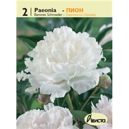 Пион Баронесса Шрёдер