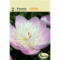 Пион Боул оф Бьюти