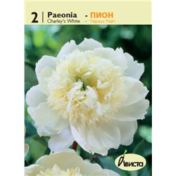 Пион Чарльз Уайт