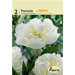 Пион Дюшес де Немур