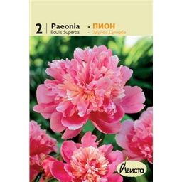 Пион Эдулюс Суперба