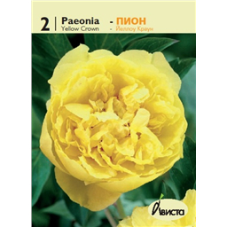 пион Йеллоу Кроун