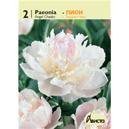 Пион Энджел Чикс