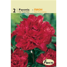 Пион Карл Розенфилд