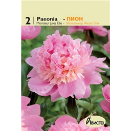 Пион Монсеньор Жюли Эли