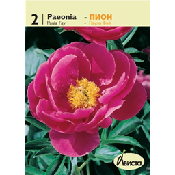 Пион Паула Фей