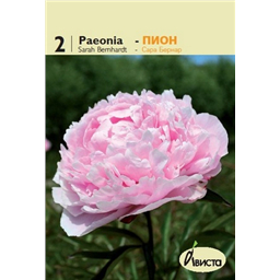 Пион Сара Бернар