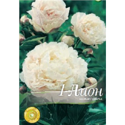 Пион Ширли Темпл