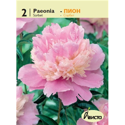 Пион Сорбет
