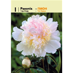 Пион Топ Брасс