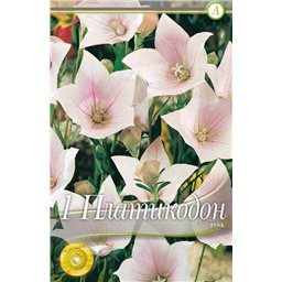 Платикодон Пинк