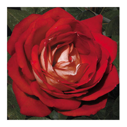 Кроненбург