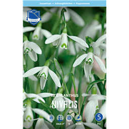 Подснежник Нивалис