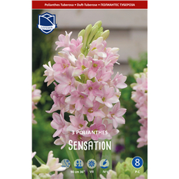 Полиантес тубероза Сенсейшн