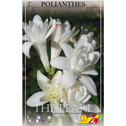 Полиантес (Тубероза) Ве Перл