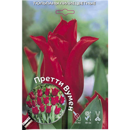 Тюльпан Лилиецветный Претти Вумен