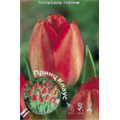 Тюльпан Триумф Принц Клаус