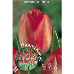 Тюльпан Триумф Принц Клаус
