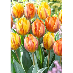 Принцесс Микс