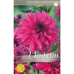 Пурпул Сити