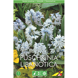 Пушкиния Либанотика(упаковка мини)