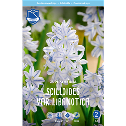 Пушкиния Либанотика