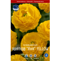 Ранункулюс Авив Йеллоу 