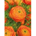 Ранункулюс Авив Оранж