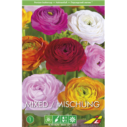 Ранункулюс Авив(упаковка мини)