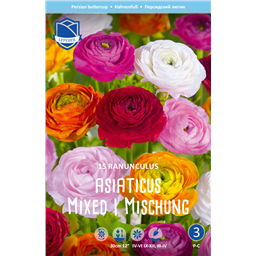 Ранункулюс Авив 