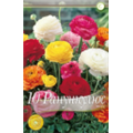 Ранункулюс Смесь