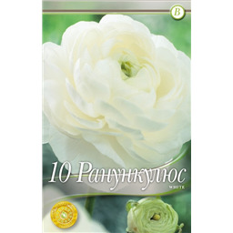 Ранункулюс Уайт