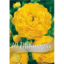 Ранункулюс Йеллоу