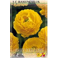 Ранункулюс Эвин Йеллоу