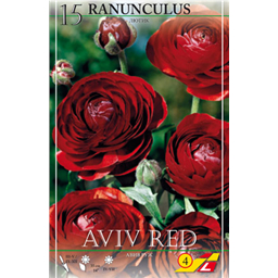 Ранункулюс Эвин Ред
