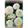Ранункулюс Эвин Уайт