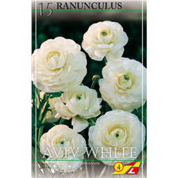 Ранункулюс Эвин Уайт