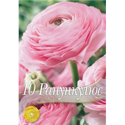 Ранункулюс Пинк