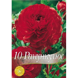 Ранункулюс Ред