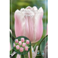 Тюльпан Триумф Рейос