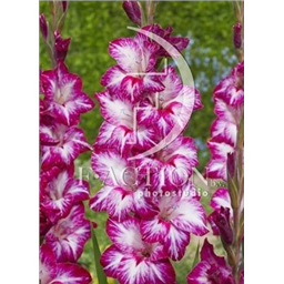 Реполье Рохо