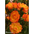 Роза Бонанза / Rosa Bonanza