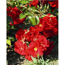 Роза Фейрол / Rosa Farol