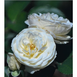 Роза Гладиатор / Rosa Gladiator