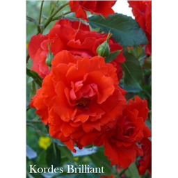 Роза Кордес Бриллиант / Rosa Kordes Brilliant