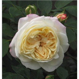 Роза Лемп / Rosa Lamp